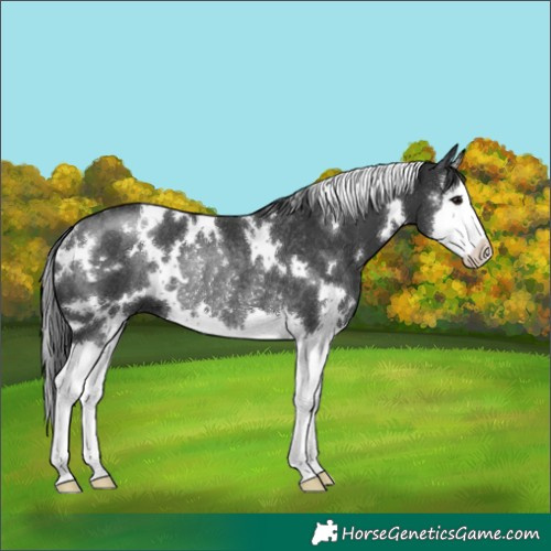 Horse Color:White Spotted Black Splash Rabicano