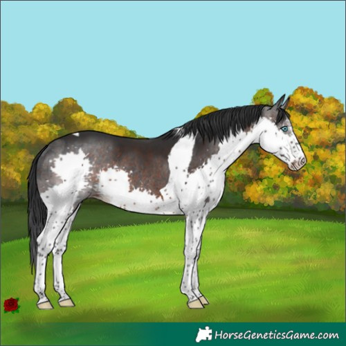 Horse Color:Brown Sabino Splash Tobiano Rabicano