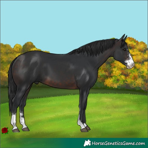 Horse Color:Brown Sabino 