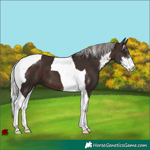 Horse Color:Silver Brown Sabino Tobiano
