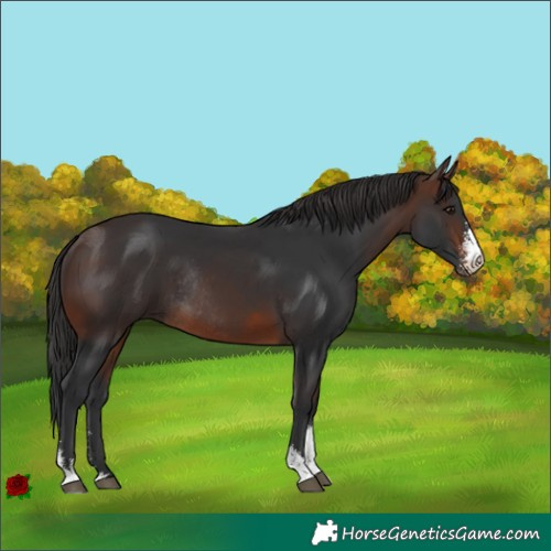 Horse Color:Brown Sabino Rabicano
