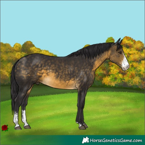 Horse Color:Buckskin Sabino 