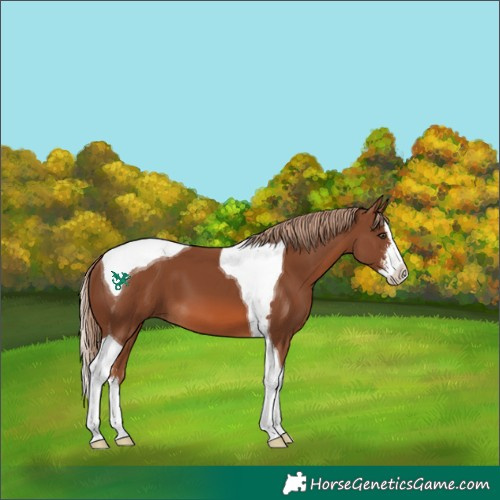 Horse Color:Chestnut Sabino Splash Tobiano