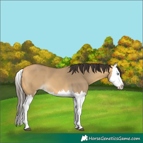 Horse Color:Buckskin Dun Splash