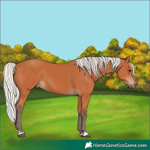 Horse Color:Silver Bay