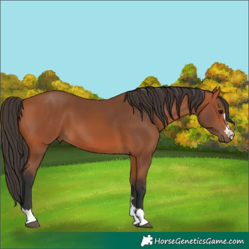 Horse Color:Bay 