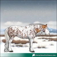 Horse Color:Silver Bay Splash Tobiano and Palomino Splash Tobiano