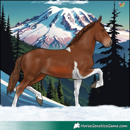 Horse Color:Chestnut Tobiano
