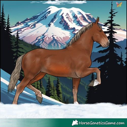 Horse Color:Chestnut 