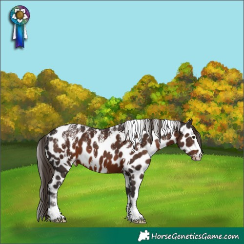 Horse Color:Powder White White Spotted Liver Chestnut Skewed Appaloosa 