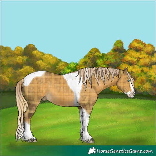 Horse Color:Plaid Chocolate Palomino Dun Splash Tobiano
