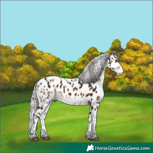 Horse Color:Powder White Silver Brown Skewed Appaloosa