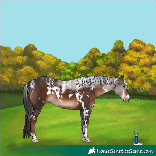 Horse Color:Powder White White Spotted Liver Chestnut 