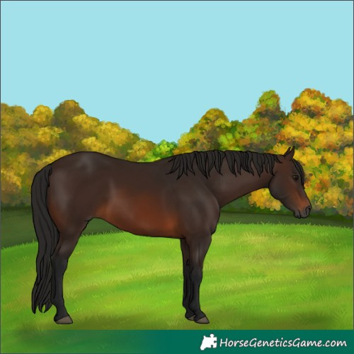 Horse Color:Gray Bay