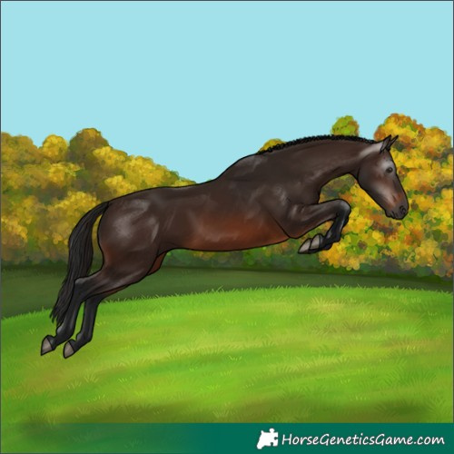 Horse Color:Gray Bay
