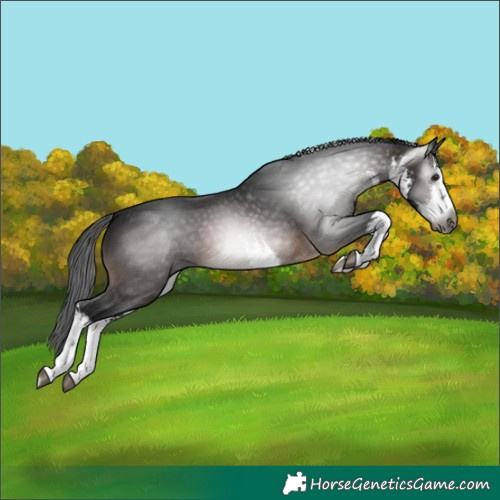 Horse Color:Gray White Spotted Bay 