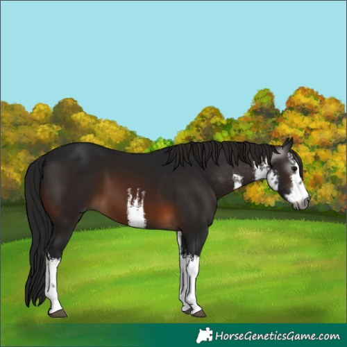 Horse Color:Gray White Spotted Bay