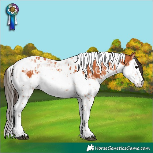 Horse Color:Bay Splash Tobiano and Bay Splash Tobiano