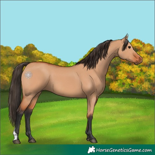 Horse Color:Bay Dun