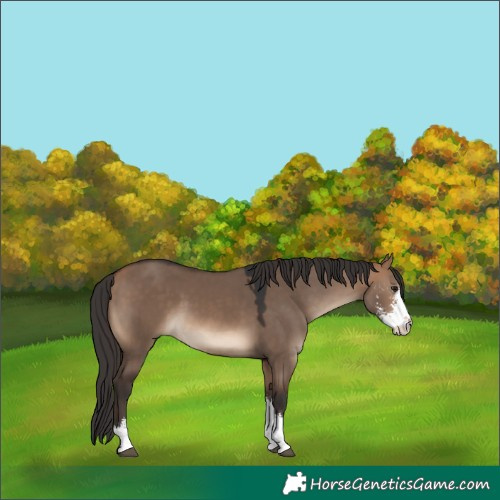 Horse Color:Bay Dun Sabino 