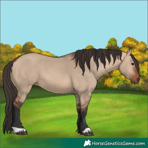 Horse Color:Bay Dun