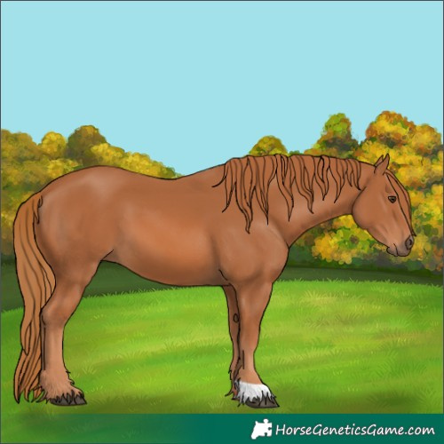 Horse Color:Unknown 