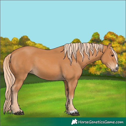 Horse Color:Unknown