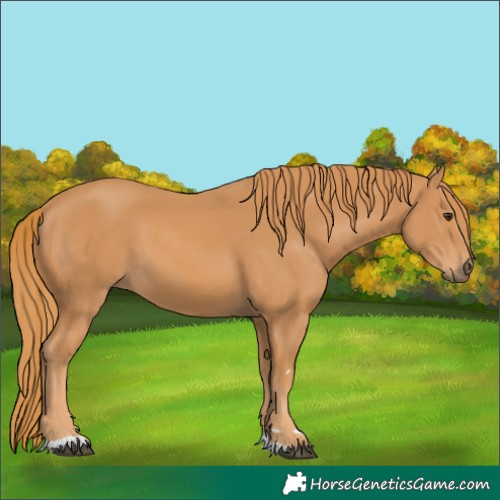 Horse Color:Unknown 