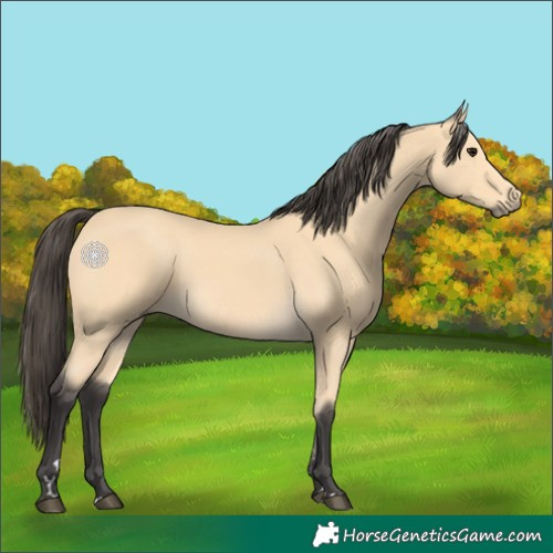 Horse Color:Buckskin