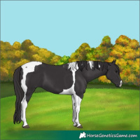 Horse Color:Smoky Black Tobiano