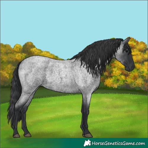 Horse Color:Blue Roan 