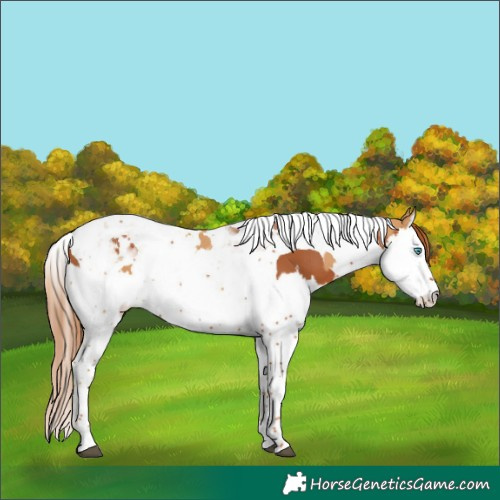 Horse Color:Chestnut Splash Tobiano and Chestnut Splash Tobiano