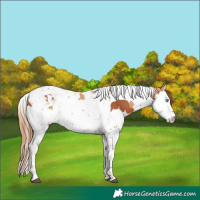 Horse Color:Chestnut Splash Tobiano and Chestnut Splash Tobiano
