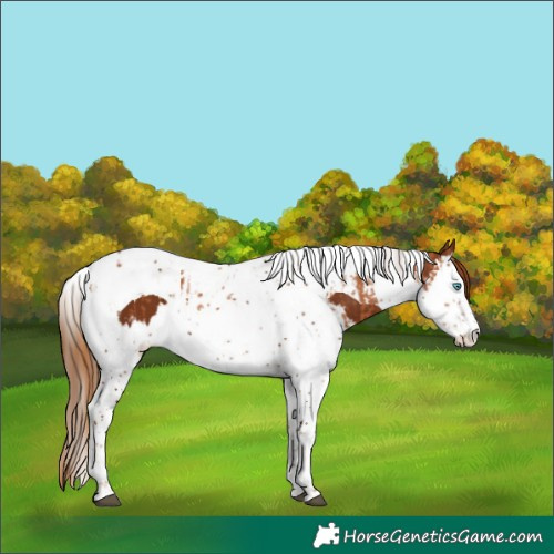 Horse Color:Chestnut Splash Tobiano  and Gray Chestnut Splash Tobiano 