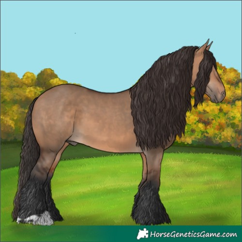 Horse Color:Bay Dun  and Bay Dun 