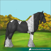 Horse Color:Black Tobiano