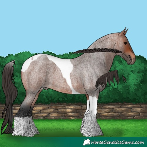 Horse Color:Bay Roan Tobiano