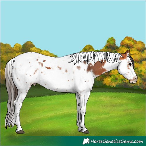 Horse Color:Bay Splash Tobiano Appaloosa  and Bay Splash Tobiano Frame Appaloosa 