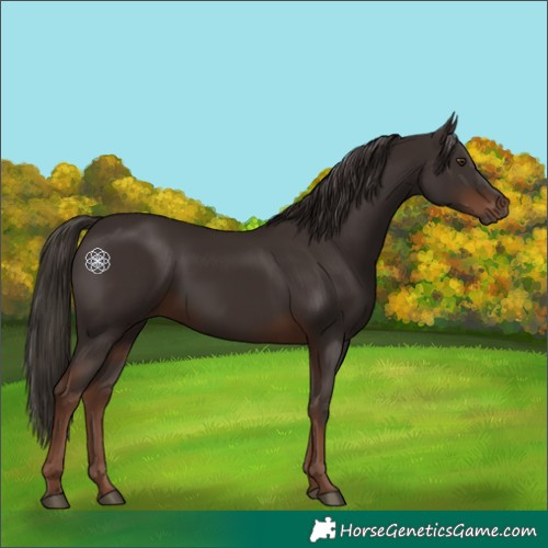 Horse Color:Liver Chestnut 