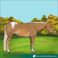 Horse Color:Gray Palomino Appaloosa 
