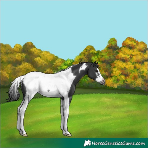 Horse Color:Black Tobiano Frame Appaloosa