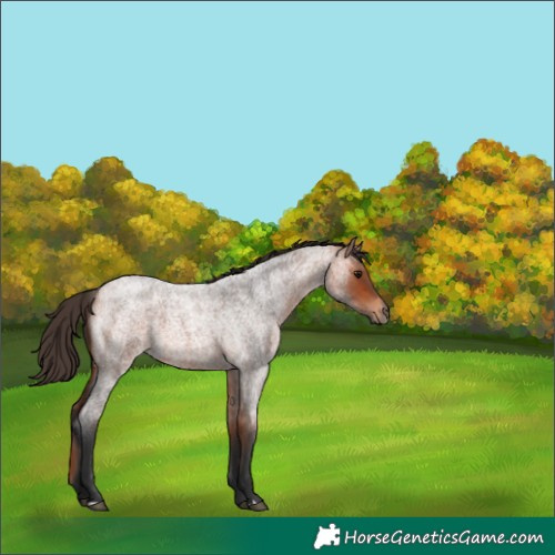 Horse Color:Bay Roan