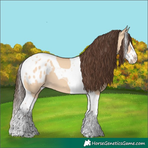 Horse Color:Bay Dun Splash Tobiano Appaloosa