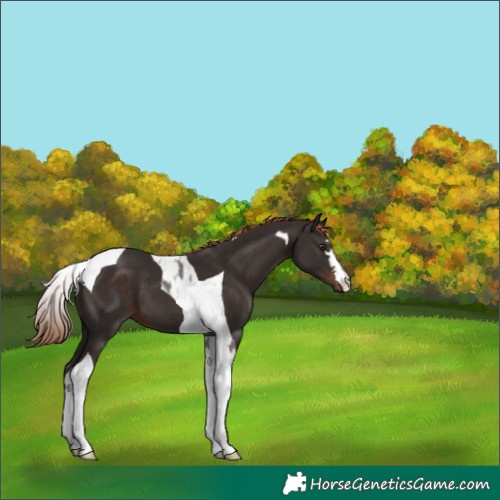 Horse Color:Liver Chestnut Tobiano
