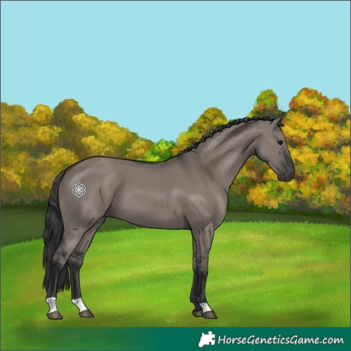 Horse Color:Grullo 