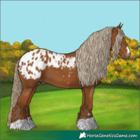 Horse Color:Gray Chestnut Appaloosa 