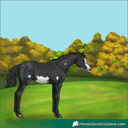 Horse Color:Black Frame