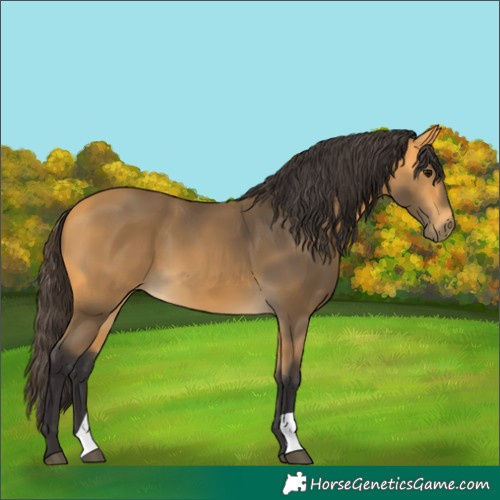 Horse Color:Buckskin