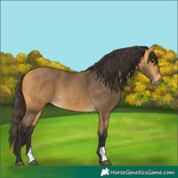 Horse Color:Buckskin