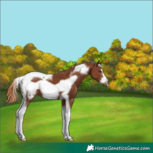 Horse Color:Chestnut Tobiano Frame